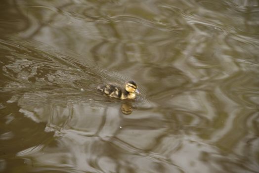 A tiny duckling swims across a lake