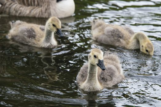 Close up of Canada goose goslings on a pond in Staffordshire