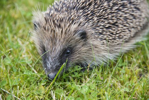 A young hedgehog searching for food around a garden in England