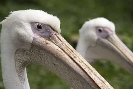 Side view of pelicans