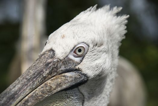 Close up of a pelican in a zoo