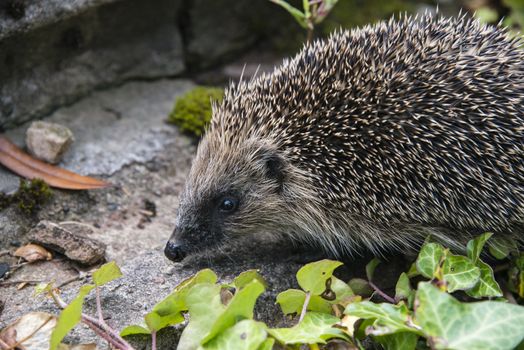 A young hedgehog searching for food around a garden in England