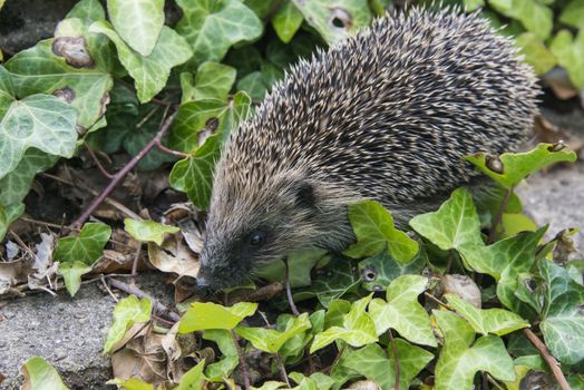 A young hedgehog searching for food around a garden in England