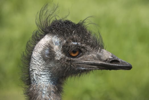 Side view of an emu in a bird reserve, England