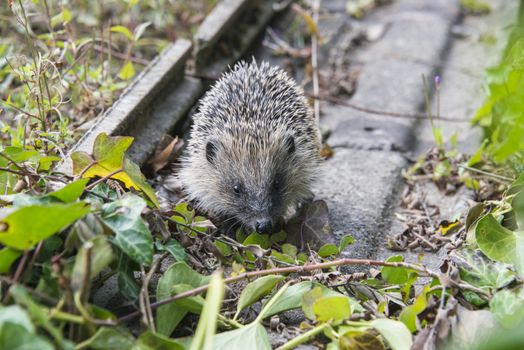 A young hedgehog searching for food around a garden in England