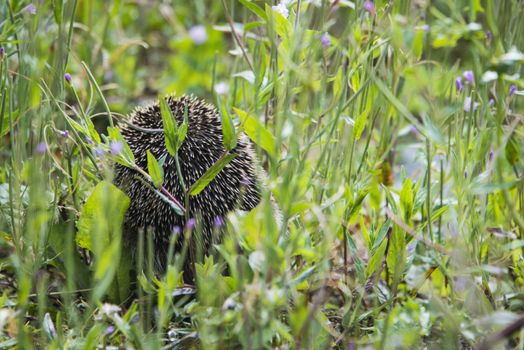 A young hedgehog searching for food around a garden in England