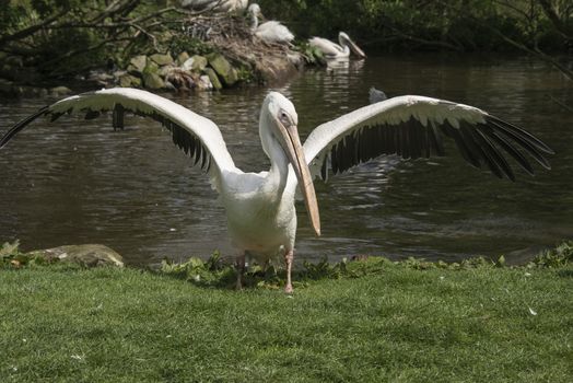 Flapping pelican in a zoo in England