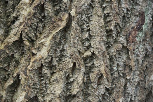 Tree bark texture