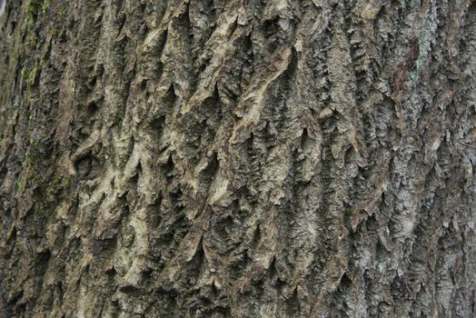 Tree bark texture