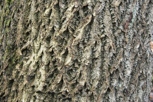 Tree bark texture