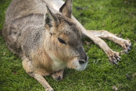 Patagonian cavy at Blackbrook zoo, Staffordshire