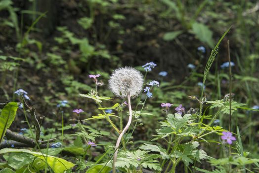 A common dandelion  Taraxacum officinale  with seeds missing