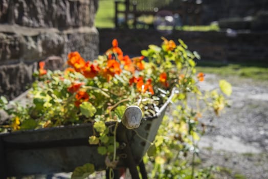 Flowers in a wheelbarrow in an English garden