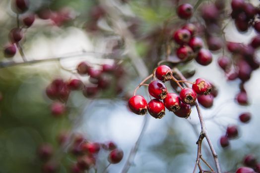 Bright red berries on a hawthorn hedge