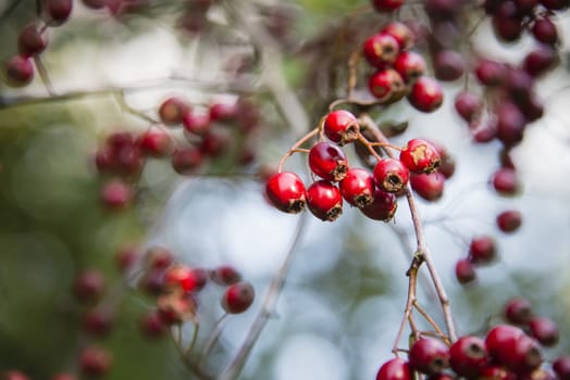 Red berries on a hawthorn bush, England