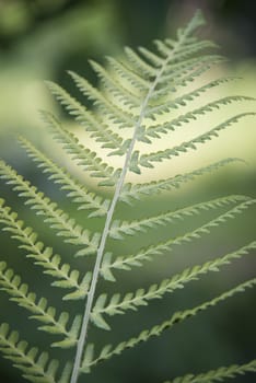 Close up of a green fern leaf
