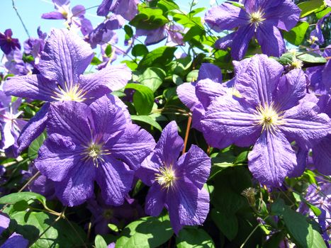 some beautiful blue and big flowers of clematis