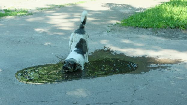 Big dog drinking water from poll slaking its thirst