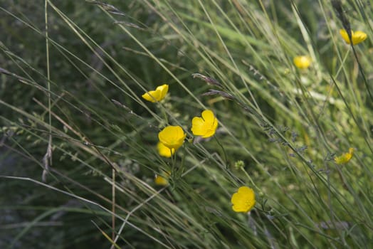 Closeup of buttercups and wild grasses