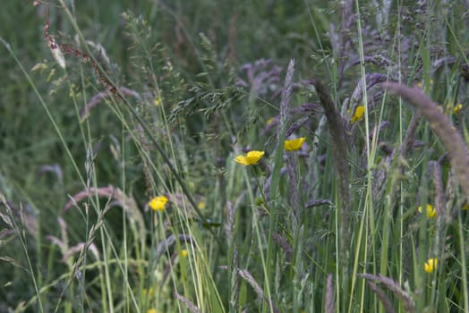Closeup of buttercups and wild grasses