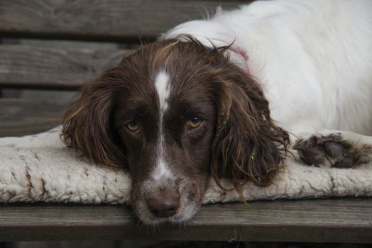 A springer spaniel resting on a bench