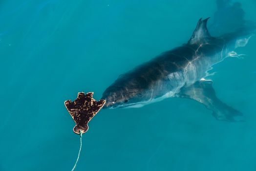 A great white shark approaches a decoy in Gansbaai, South Africa
