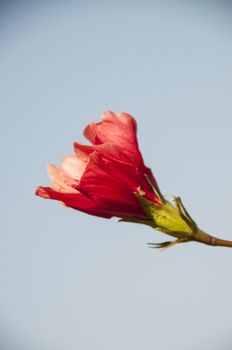 A red flower against a bright blue sky