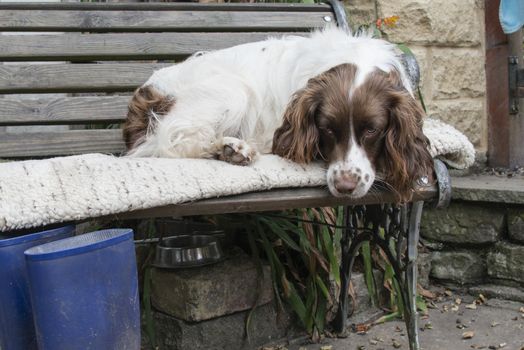 A springer spaniel resting on a bench