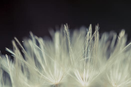 Natural macro background with fluffy white plant