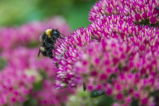 Bumblebee on Sedum (Autumn Joy) flower