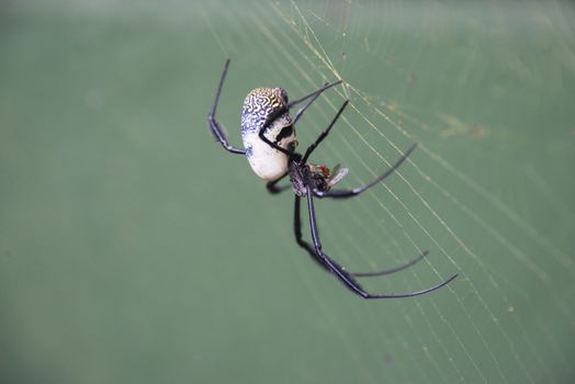 A golden orb spider feeding on a fly, Gansbaai, South Africa