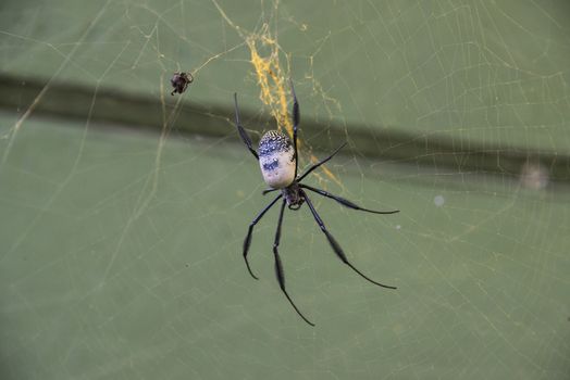 A golden orb spider in a web