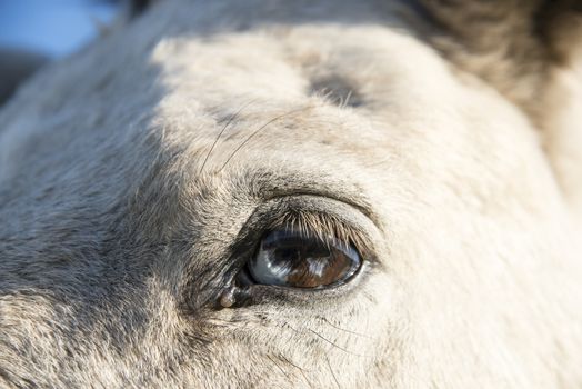 Close up a horse with a  wall eye