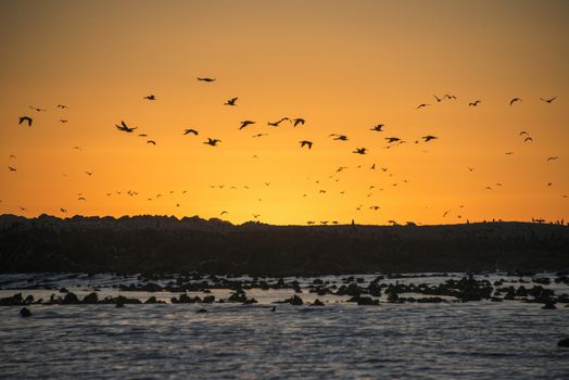 Sunset at Dyer Island nature reserve and bird colony, South Africa