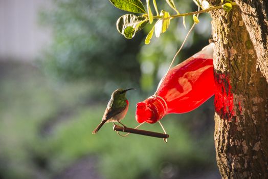 A sundbird drinking from a bottle feeder