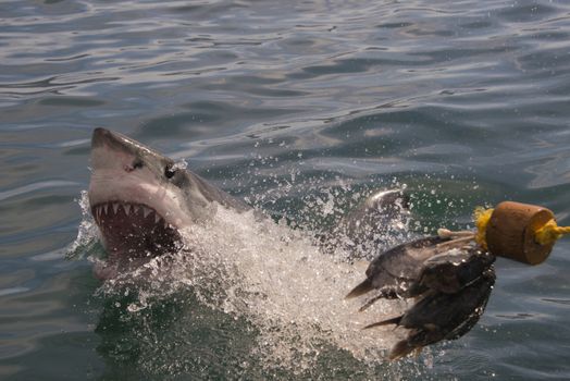 A great white shark goes for the bait and misses at a cage diving boat in South Africa