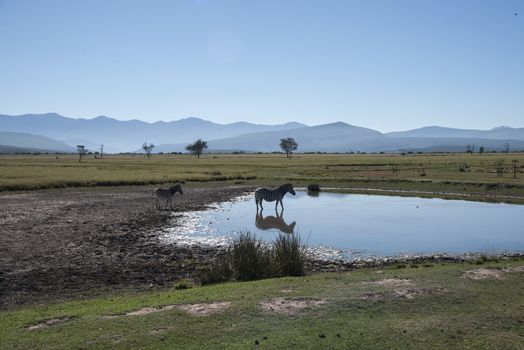 A zebra cools down in a lake, South Africa