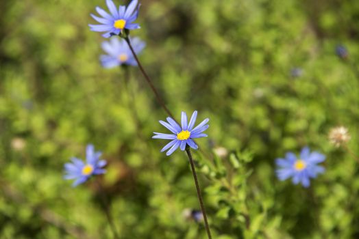 A close up of blue daisies in a field