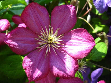 some beautiful pink and big flower of clematis