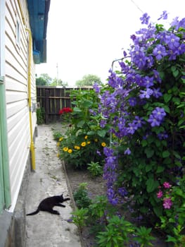 beautiful big bush of blue clematis near the house and sleeping cat