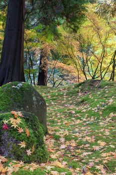 Japanese Maple Tree Leaves on Mossy Rocks and Ground in Fall Season at Portland Japanese Garden