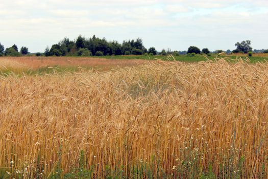 field of ripe and fluttering spikelets of wheat