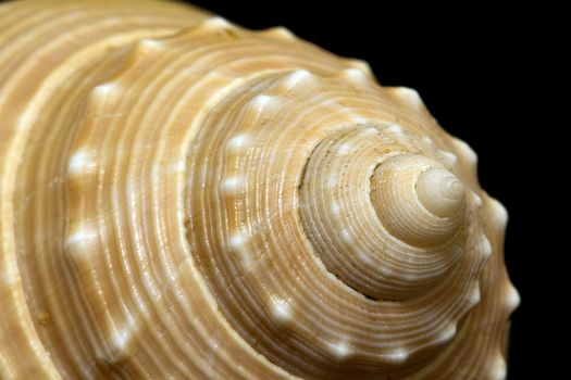 single seashell isolated on black background