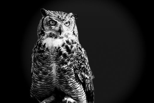 An owl in black and white against a dark background