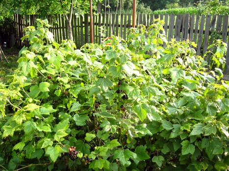 big bushes of currant in the village