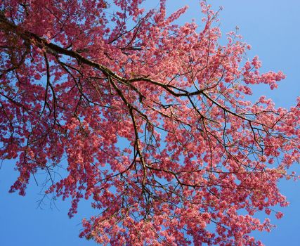 Cherry blossom bloom in vibrant pink, large branch full of petals, beautiful flower view on day