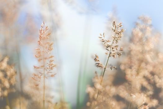 Macro of red straws in a garden of grass