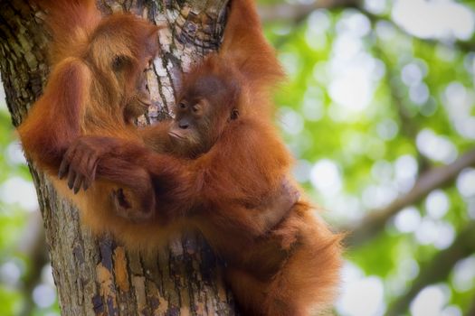 Orangutans in the jungle of Borneo, Malaysia