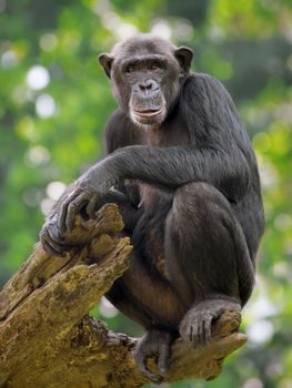 Portrait of a Common Chimpanzee in the wild