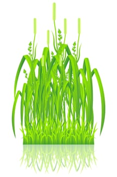 Green grass with reflection isolated on white